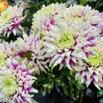 Thumbnail of related posts 102
